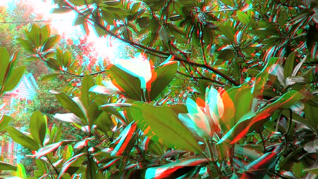 千姿百态广玉兰(17)-3d红蓝版