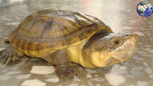墨西哥巨型麝香龟