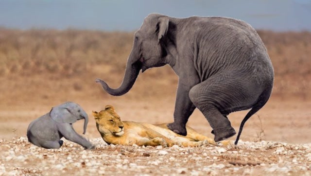 狮子抓住机会袭击小象,没想到马上就被大象发现,狮子瞬间悲剧了!