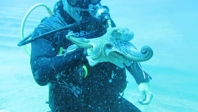 潜水员在水下作业,竟遇到贪玩小章鱼,和人做起了游戏!太可爱了