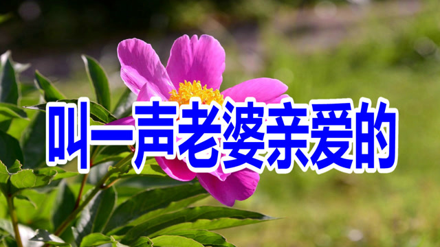 新歌!《叫一声老婆亲爱的》老婆是天老婆是地,祝愿你有个好身体