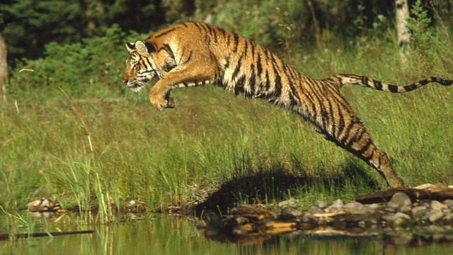 老虎跳跃太霸气了,分分钟让豹子狮子望尘莫及,镜头拍下全过程!