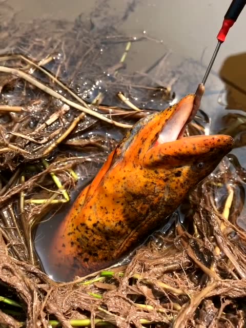 农村小伙意外钓到黄鳝王,劲真大,拉不出来