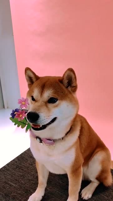 小柴犬的歪头杀,萌化了我