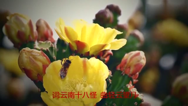 风语的一首《心归何处》百听不腻,忍不住分享给你!