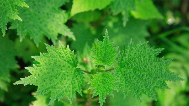 这种草会"蜇人",如果碰到手可能会肿半天,长辈却介绍说它是好东西