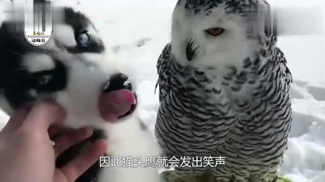 猫头鹰一看人快死了就狂笑?它的笑点至今是个谜!