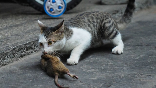 最近这视频火了,猫咪这样耍着老鼠玩,求老鼠的心里阴影面积!