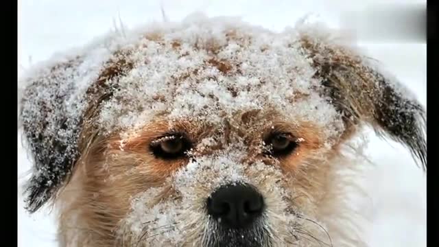 狗妈在雪地里冻得发抖但不肯走,上前一看瞬间泪目,母爱真伟大