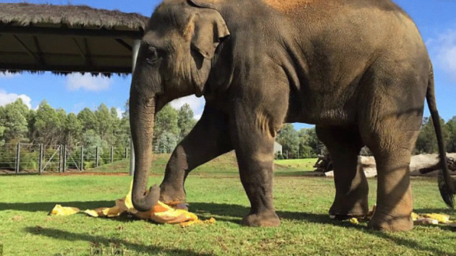 大象跺脚威力有多大?老外亲测,场面一度失控!