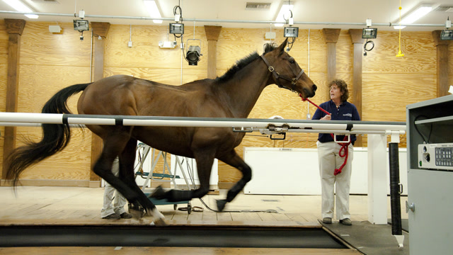 当马儿站上跑步机,开启狂奔模式,速度简直快到飞起