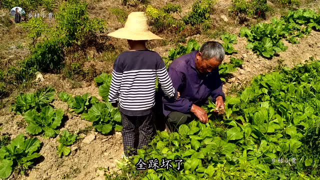 乡村小贾:农村小伙到地里拔芥菜秧,摄像师与甘蔗比高,太搞笑了