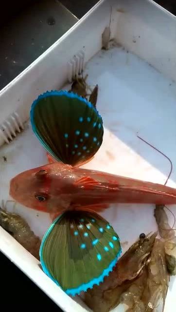 这叫六眼飞鱼,凶猛异常,曾在梁静茹的歌里出现过