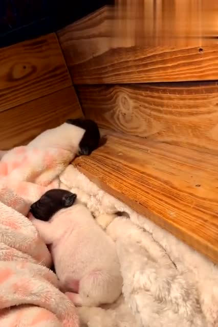 好可爱的小牛牛!你瞅瞅这睡觉姿势,老可爱了