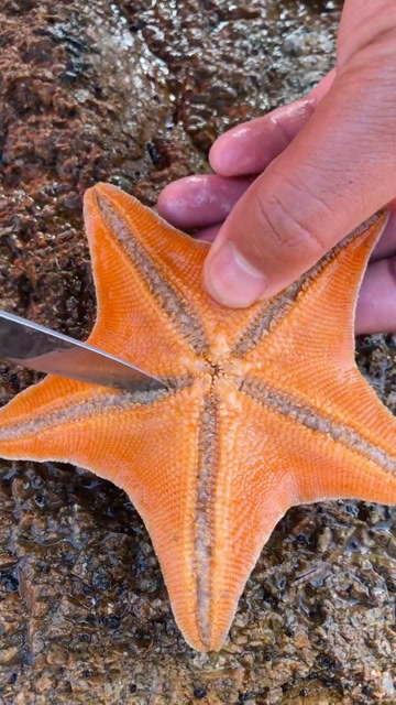 超漂亮的海星,内部什么样想知道吗