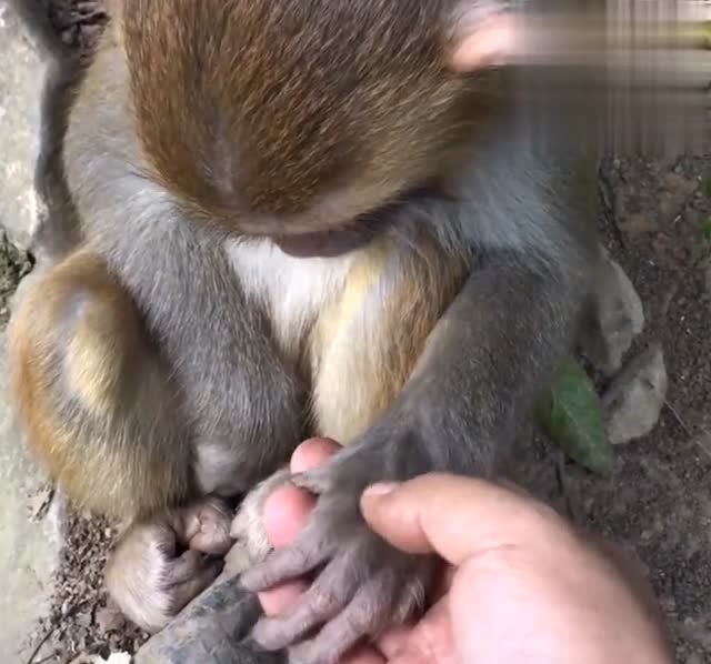 瞅瞅小猴子的爪子,跟小孩子的一样,可爱死了