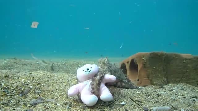 章鱼抱着玩具熊不撒手,八爪鱼也有"少女心"