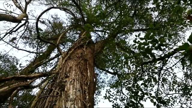 绥宁风光:牛角岩原生态公园