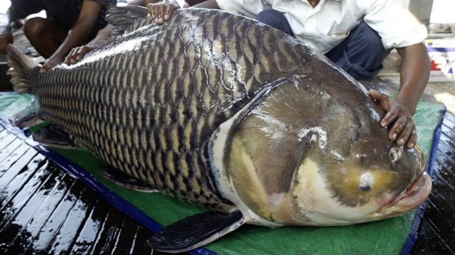 越南大叔抓到一条两百多斤鲤鱼,一片鱼鳞手掌大,卖价9万元