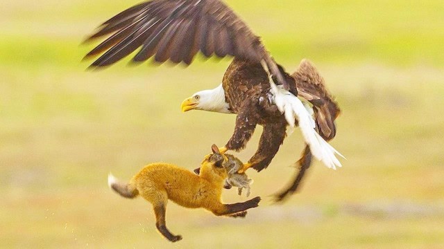 猎鹰歼狐图片
