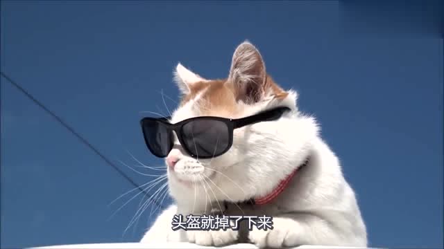 猫咪静静地趴着,还戴着一个墨镜,装扮十分帅气