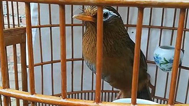 画眉分享:黄嘴筋腿黑眼水,这"打鸟"是极品