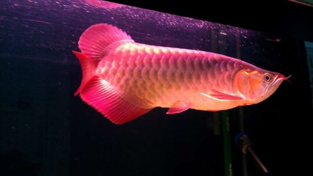 世界上最贵的观赏鱼,血红龙卖出500万元的高价!