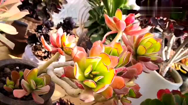 红黄绿一体色的天狗之舞,悬崖桩造型很美哦!