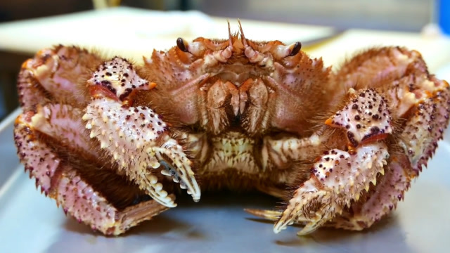 一个螃蟹全身长满了毛300块一只的毛蟹做起来非常好吃