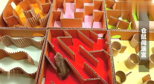 难度升级!把仓鼠放进六宫格迷宫,它们能找到出口吗?