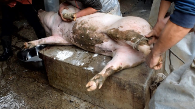 农村过年杀猪全过程,太刺激了,猪猪叫的好凄惨