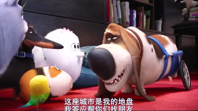 爱宠大机密:老狗真的是够老的了!眼睛都需要人帮忙拉起来才能看见
