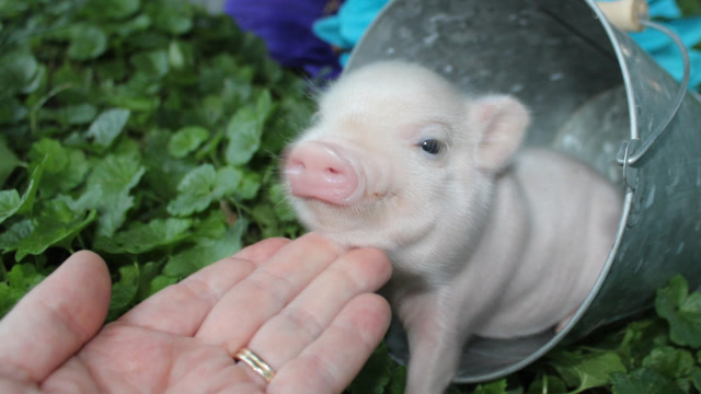 全世界最罕见的猪,小到只能捧在手心里