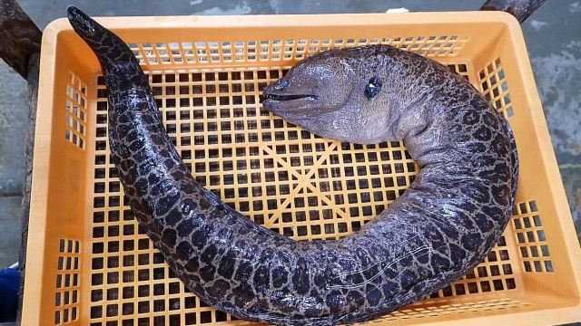 巨型的海鳗鱼日本人这样处理吃全程令人佩服