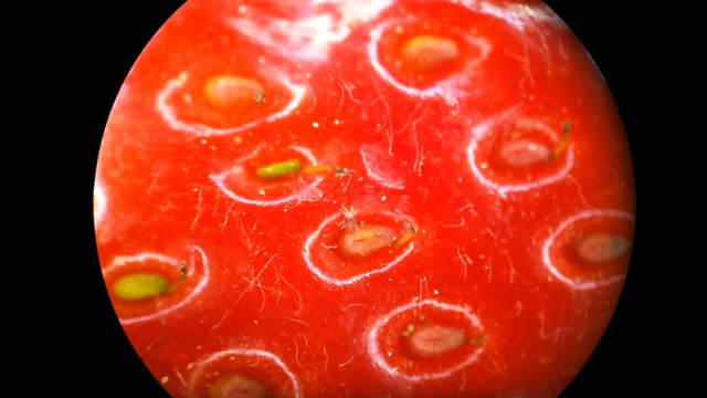草莓表面到底有多干净?牛人用显微镜观看,画面让人头皮发麻!