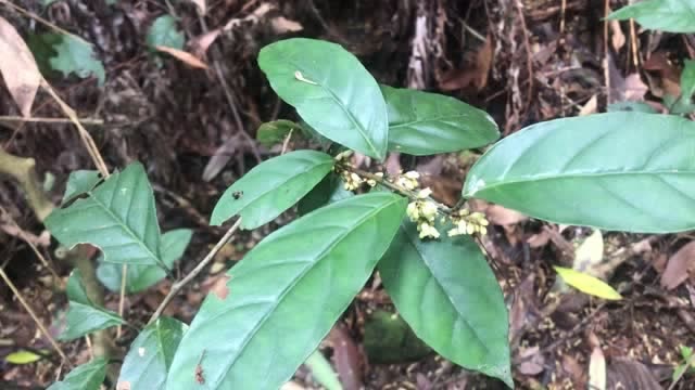 大家都知道桂花是什么吧,但是你们知道野生的桂花还有别的作用吗