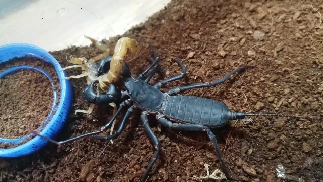 帝王蝎大战大蜈蚣,生死决战一触即发,究竟谁将更胜一筹