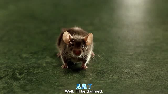 绿里奇迹 :这老鼠成精了吧,学人梳头发