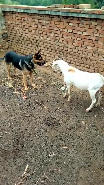 狗狗走位太厉害了,山羊根本顶不到!