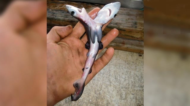 长着两个头的鲨鱼见过吗?鱼界连体胎儿?钓鱼人吓坏了