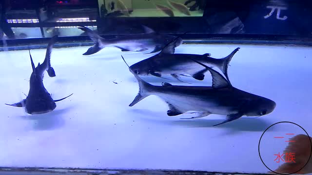 鱼缸里的鲨鱼品种图片