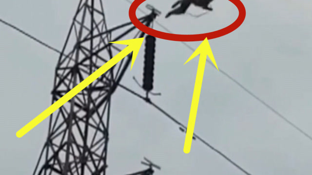 猴子在高压线上玩耍,本以为会被电死,结果出现了更揪心的画面