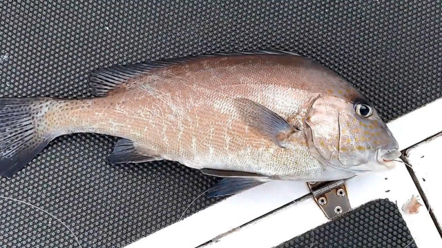 新鲜出水的加志鱼,常见的一种胡椒鲷!