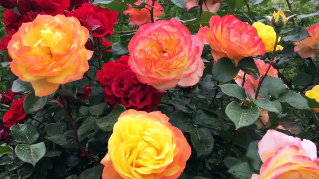 五彩缤纷的月季花竞相绽放,月季花观赏