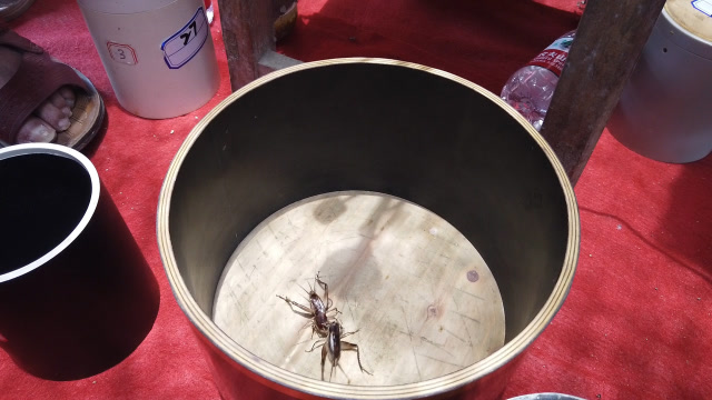 端午节广西最热闹的小镇,蟋蟀虫王争霸赛!农村男人最喜欢的活动