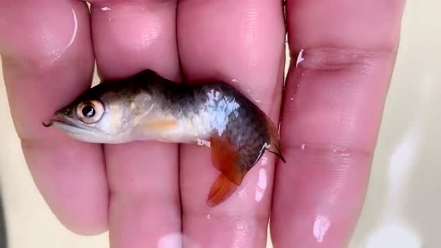 小龙鱼单独饲养,可怜的小家伙,没事出来透透气