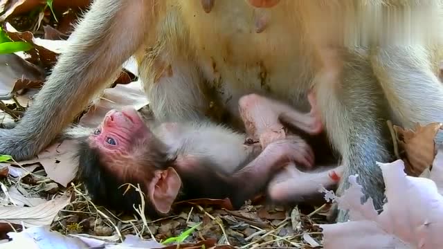 刚出生的小猴子筋疲力尽躺在冰冷的地上,母猴的举动让人心寒!