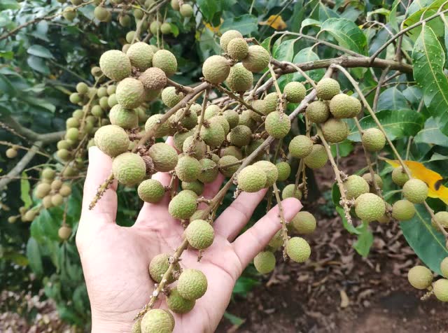 红江龙眼还要一个月即将上市.