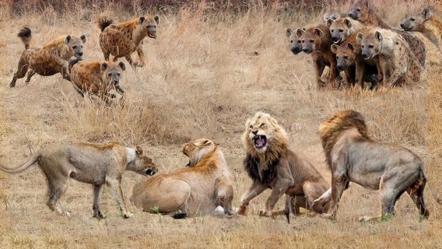 十几只鬣狗和一头雄狮究竟谁厉害?一场"狗狮"大战为您揭晓答案