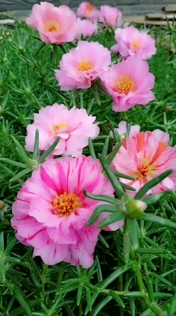 粉色双层太阳花,这花长杈子特别多,是结好